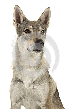 Portrait of a female tamaskan hybrid dog glancing away to the ri