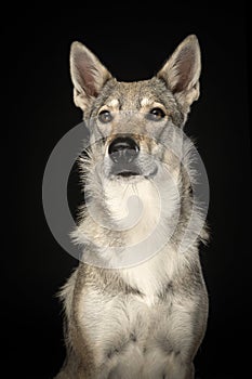 Portrait of a female tamaskan hybrid dog grancing away on a black background