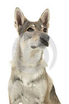 Portrait of a female tamaskan hybrid dog looking up isolated on