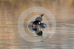 Portrait of female tufted duck Aythya fuligula grooming in wat