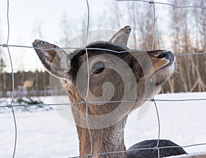 Portrait of a female white-tailed deer- captive animals