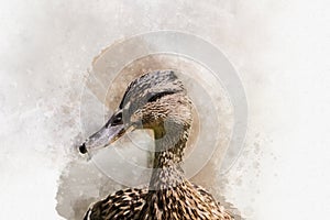 Portrait of a female wild duck, watercolor painting. Bird illustration