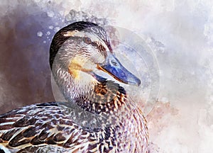Portrait of a female wild duck, watercolor painting. Bird illustration