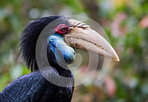 Portrait of a female wreathed hornbill