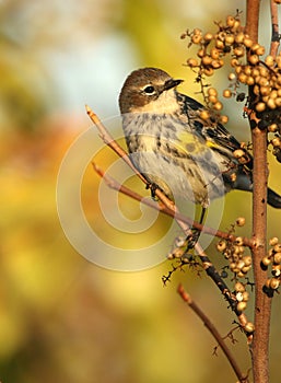 Portrait of Female Yellow-Rumped Warbler