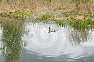 Portrait of a females of duck on the water