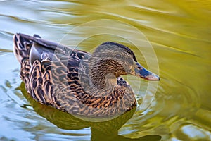 Portrait of a females of duck on the water