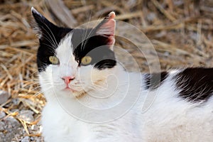 Portrait of feral black-white cat in the countryside
