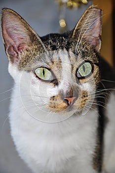 Portrait of feral cat with big green eyes and one clipped ear
