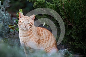 Portrait of a feral Jerusalem street cat