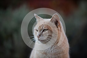 Portrait of a feral Jerusalem street cat