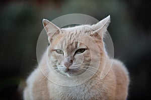 Portrait of a feral Jerusalem street cat