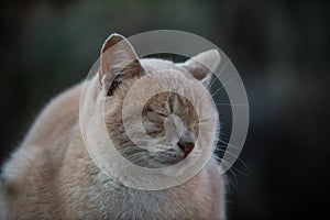 Portrait of a feral Jerusalem street cat