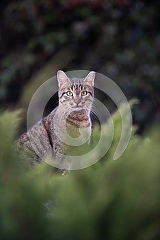 Portrait of a feral Jerusalem street cat