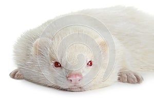 Portrait of a ferret