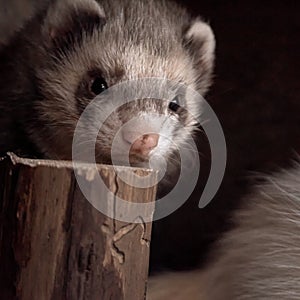 Portrait of a ferret, Mustela putorius furo, laying its head on a wooden block