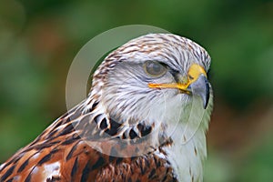 Portrait of the Ferruginous Hawk