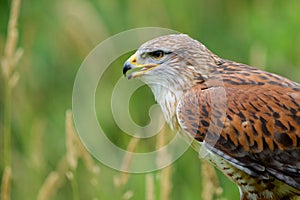 Portrait of Ferruginous Hawk showing rust colored feathers and yellow base of beak