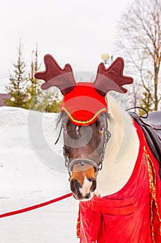 Portrait of a festively decorated horse