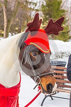 Portrait of a festively decorated horse