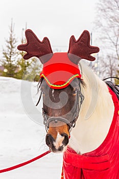 Portrait of a festively decorated horse