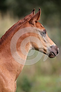 Portrait of a few weeks old chestnut arabian foal