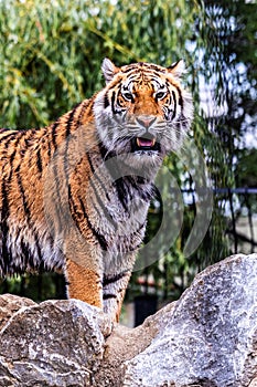 A portrait of a fierce siberian tiger standing on some rocks looking straight into the camera. The big cat predator animal has