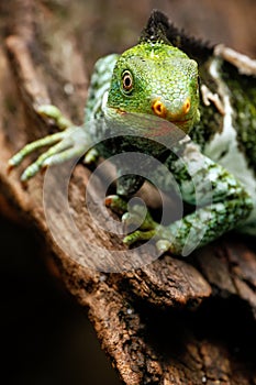 Portrait of Fijian crested iguana Brachylophus vitiensis on Vi