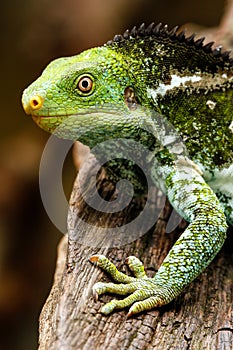 Portrait of Fijian crested iguana Brachylophus vitiensis on Vi