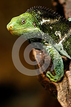 Portrait of Fijian crested iguana & x28;Brachylophus vitiensis& x29; on Vi