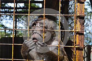 Portrait of Filipino monkey sad staring through the cage.