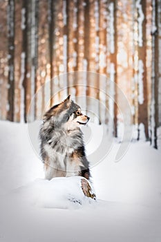 Portrait of Finnish Lapphund dog