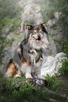 Portrait of Finnish Lapphund dog