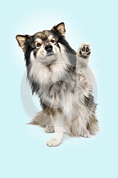 Portrait of Finnish Lapphund dog