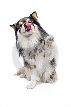 Portrait of Finnish Lapphund dog