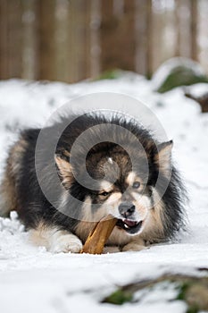 Portrait of Finnish Lapphund dog