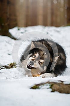 Portrait of Finnish Lapphund dog