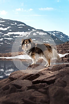 Portrait of a Finnish Lapphund dog standing near a lake in mountains