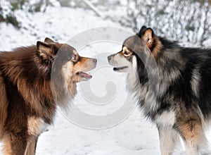 Portrait of Finnish Lapphund dogs