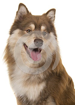 Portrait of a finnish lapphund looking away on a white background