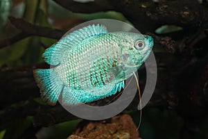 Portrait of fish from genus Trichogaster (Colisa) in aquarium