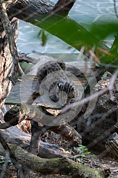 Portrait of a Fishing Cat Sleeping