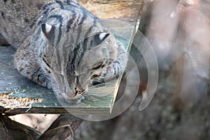 Portrait of a Fishing Cat Sleeping