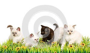 Portrait of five British Shorthair Kittens sitting, 8 weeks old,