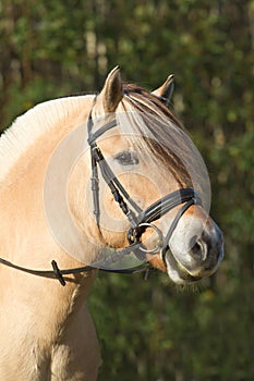 Portrait of a fjord horse with a bridle