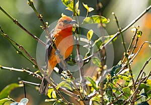 Portrait of Flame-colored Tanager Piranga bidentata