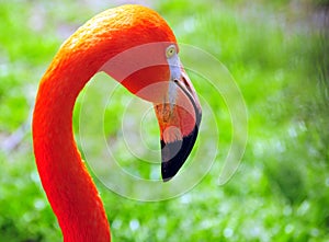 Portrait of flamingo