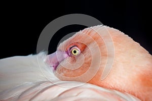 Portrait of a flamingo. Bird with pink plumage close-up.