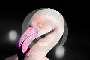 Portrait of a flamingo. Bird with pink plumage close-up.