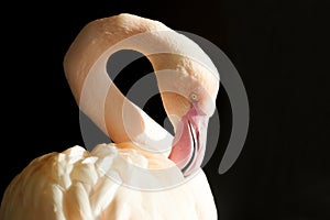 Portrait of a flamingo. Bird with pink plumage close-up.